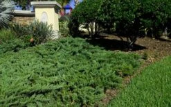 Parsons Juniper - Juniperus Davurica 'Parsonii' - 6 Pack Of 1 Gallon Pots -Green Haven Shop Picture Juniper Parsons Border 2