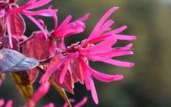 Purple Pixie Loropetalum - 2.5 Quart Pot -Green Haven Shop Picture Loropetalum Purple Pixie Flower 1