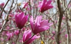 Ann Magnolia Tulip Tree - 3 Gallon Pot -Green Haven Shop Picture Magnolia Ann 1 1