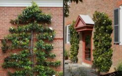 Kay Parris Southern Magnolia - 3 Gallon Pot -Green Haven Shop Picture Magnolia Little Gem Espalier 2