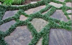 Dwarf Mondo Grass - 32 Pack Of 2.5" Pots -Green Haven Shop Picture Mondo Grass Dwarf 6 1