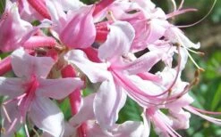 Varnadoes Phlox Pink Native Azalea - Rhododendron Canescens - 1 Gallon Pot -Green Haven Shop Picture Native Azalea Varnadoes Pink Phlox Closeup