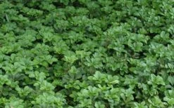 Pachysandra - Japanese Spurge - 18 Count Flat Of Pint Pots -Green Haven Shop Picture Pachysandra 2
