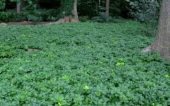 Pachysandra - Japanese Spurge - 18 Count Flat Of Pint Pots -Green Haven Shop Picture Pachysandra 3