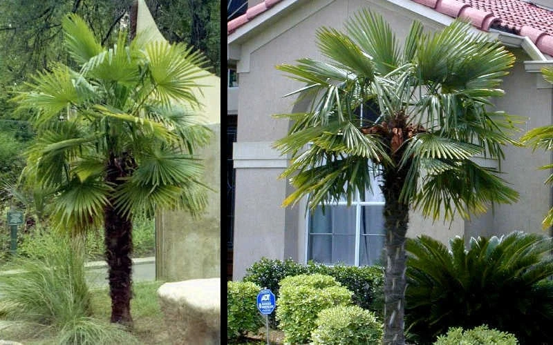 Windmill Cold Hardy Palm Tree - 2 Gallon Pot 5 Windmill Cold Hardy Palm Tree - 2 Gallon Pot - Image 5