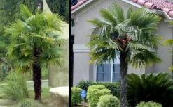 Windmill Cold Hardy Palm Tree - 3 Gallon Pot -Green Haven Shop Picture Palm Windmill 3