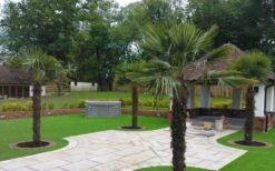 Windmill Cold Hardy Palm Tree - 3 Gallon Pot -Green Haven Shop Picture Palm Windmill 4