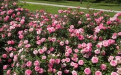 Sweet Drift Groundcover Rose - 1 Gallon Pot -Green Haven Shop Picture Rose Drift Sweet 1