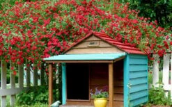 Red Cascade Miniature Climbing Rose - 6 Pack Of 1 Gallon Pots -Green Haven Shop Picture Rose Red Cascade 1