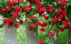 Red Cascade Miniature Climbing Rose - 6 Pack Of 1 Gallon Pots -Green Haven Shop Picture Rose Red Cascade 11