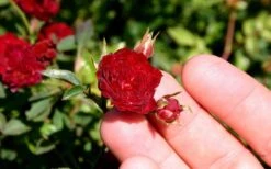 Red Cascade Miniature Climbing Rose - 6 Pack Of 1 Gallon Pots -Green Haven Shop Picture Rose Red Cascade 5
