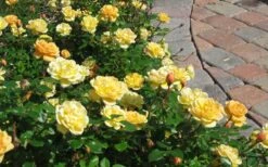 Sunrosa Yellow Dwarf Shrub Rose - 1 Gallon Pot -Green Haven Shop Picture Rose Sunrosa Yellow