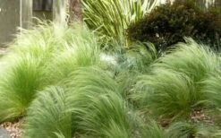 Pony Tails Mexican Feather Grass (Stipa Tennuissima) - 3 Pack Of Quart Pots -Green Haven Shop Picture Stipa Tenuissima 7 1