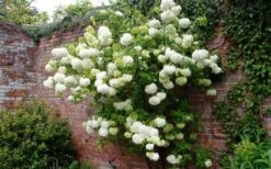 Chinese Snowball Viburnum Bush - 7 Gallon Pot (2-3') -Green Haven Shop Picture Viburnum Chinese Snowball Espalier 1