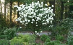 Chinese Snowball Viburnum Bush - 7 Gallon Pot (2-3') -Green Haven Shop Picture Viburnum Chinese Snowball Tree 1 1
