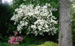 Chinese Snowball Viburnum Bush - 7 Gallon Pot (3-4') -Green Haven Shop Picture Viburnum Chinese Snowball Tree 2 2
