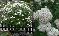 Fragrant Snowball Viburnum Carlecephalum - 3 Gallon Pot -Green Haven Shop Picture Viburnum Fragrant Snowball 4