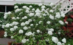 Fragrant Snowball Viburnum Carlecephalum - 3 Gallon Pot -Green Haven Shop Picture Viburnum Fragrant Snowball Carlcephalum 2
