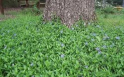 Evergreen Periwinkle - Vinca Minor - 18 Count Flat Of Pint Pots -Green Haven Shop Picture Vinca Minor Around tree