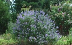 Blue Chaste Tree - Vitex Agnus-castus - 1 Gallon Pot -Green Haven Shop Picture Vitex Chaste Tree 4