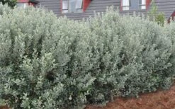 Bambina Dwarf Pineapple Guava (Feijoa Sellowiana ' Tharfiona') - 7 Gallon Pot -Green Haven Shop Pineapple Guava Hedge