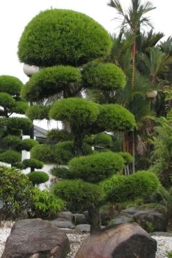 Podocarpus Macrophyllus Upright Yew - 1 Gallon Pot -Green Haven Shop Podocarpus Upright Yew 10