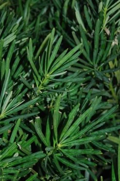 Podocarpus Macrophyllus Upright Yew - 1 Gallon Pot -Green Haven Shop Podocarpus Upright Yew 13