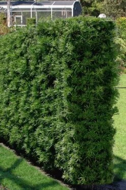 Podocarpus Macrophyllus Upright Yew - 1 Gallon Pot