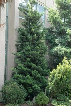 Podocarpus Macrophyllus Upright Yew - 1 Gallon Pot -Green Haven Shop Podocarpus Upright Yew 500x750 1