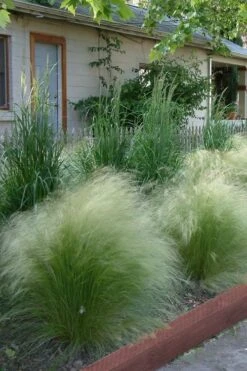 Pony Tails Mexican Feather Grass (Stipa Tennuissima) - 5 Pack Of Quart Pots -Green Haven Shop Ponytails Grass Mexican Feather Rev 500x750 1