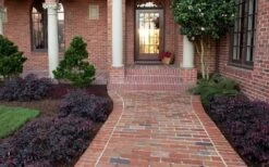 Purple Pixie Loropetalum - 3 Gallon Pot -Green Haven Shop Purple Pixie Loropetalum Border