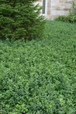 Purple Wintercreeper - Euonymus Fortunei Coloratus - 10 Pack Of Pint Pots -Green Haven Shop Purple Wintercreeper 5 1