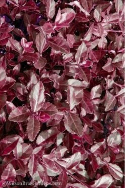 Purple Wintercreeper (Euonymus Fortunei 'Coloratus') - 6 Pack Of Pint Pots -Green Haven Shop Purple Wintercreeper 7