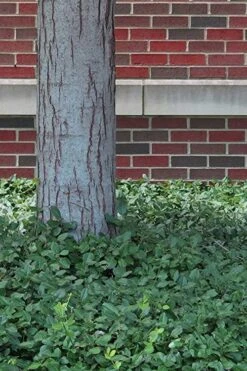 Purple Wintercreeper - Euonymus Fortunei Coloratus - 10 Pack Of Pint Pots -Green Haven Shop Purple Wintercreeper 8 1