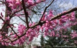 The Rising Sun Redbud Tree - 7 Gallon Pot (3-4') -Green Haven Shop Redbud Rising Sun 31 1