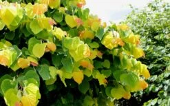 The Rising Sun Redbud Tree - 7 Gallon Pot (4-5') -Green Haven Shop Redbud Rising Sun 33