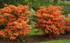 Gibraltar Azalea (Rhododendron) - 3 Gallon Pot 9 Gibraltar Azalea (Rhododendron) - 3 Gallon Pot -Green Haven Shop Rhododendron Gibraltar 1