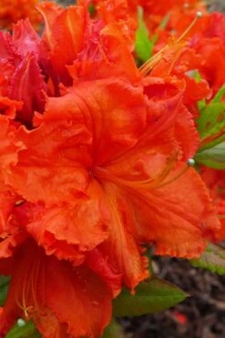 Gibraltar Azalea (Rhododendron) - 3 Gallon Pot 10 Gibraltar Azalea (Rhododendron) - 3 Gallon Pot -Green Haven Shop Rhododendron Gibraltar 4