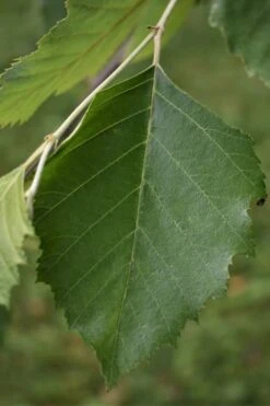 River Birch Tree (Betula Nigra) - 3 Pack Of 1.5 Quart Pots -Green Haven Shop River Birch 13