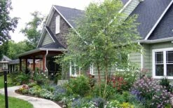 River Birch Tree (Betula Nigra) - 1 Gallon Pot 11 River Birch Tree (Betula Nigra) - 1 Gallon Pot -Green Haven Shop River Birch Tree B 2