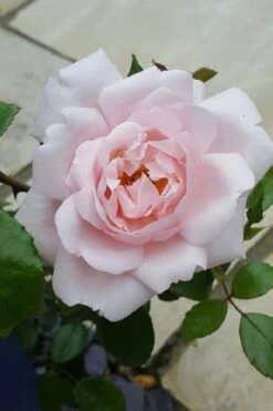 New Dawn Climbing Rose - 3 Gallon Pot -Green Haven Shop Rose Climbing New Dawn 12