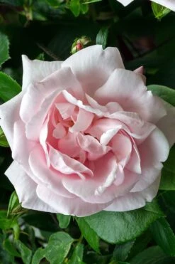 New Dawn Climbing Rose - 3 Gallon Pot -Green Haven Shop Rose Climbing New Dawn 17