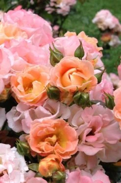 Peach Drift Groundcover Rose - 3 Gallon Pot 9 Peach Drift Groundcover Rose - 3 Gallon Pot -Green Haven Shop Rose Drift Peach 22