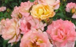 Peach Drift Groundcover Rose - 3 Gallon Pot 8 Peach Drift Groundcover Rose - 3 Gallon Pot -Green Haven Shop Rose Drift Peach