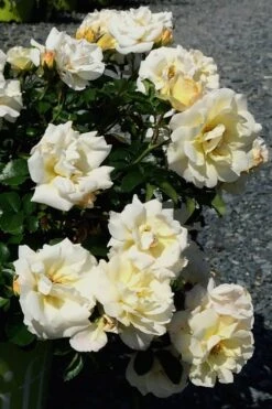 Popcorn Drift Groundcover Rose - 3 Gallon Pot -Green Haven Shop Rose Drift Popcorn 10