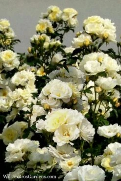 Popcorn Drift Groundcover Rose - 3 Gallon Pot -Green Haven Shop Rose Drift Popcorn 16