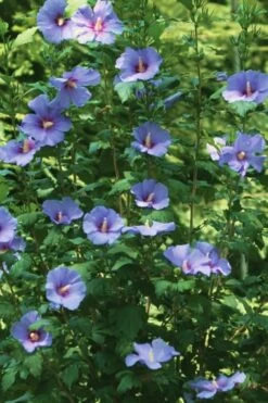 Blue Satin Rose Of Sharon - Hibiscus - Althea - 2 Gallon Pot -Green Haven Shop Rose Of Sharon Blue Satin 11