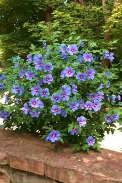 Blue Satin Rose Of Sharon - Hibiscus - Althea - 2 Gallon Pot -Green Haven Shop Rose Of Sharon Blue Satin 16