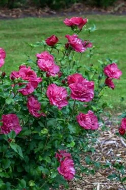 Magenta Chiffon Rose Of Sharon - Hibiscus Syriacus - 2 Gallon Pot -Green Haven Shop Rose Of Sharon Magenta Chiffon 6