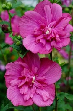 Magenta Chiffon Rose Of Sharon - Hibiscus Syriacus - 2 Gallon Pot -Green Haven Shop Rose Of Sharon Magenta Chiffon 8
